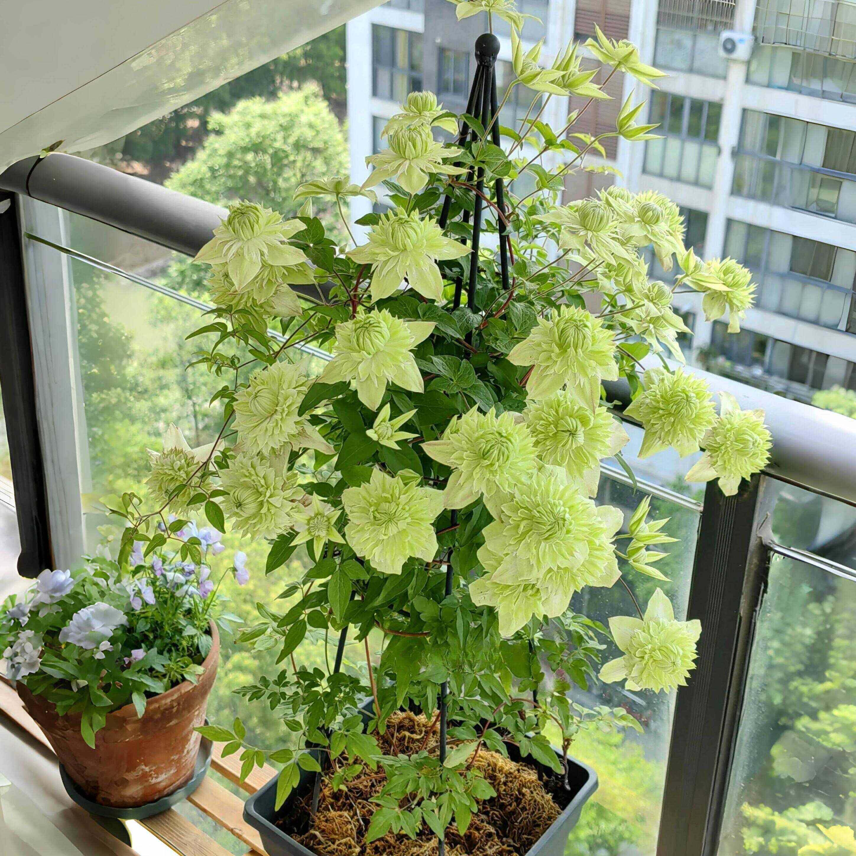 铁线莲大苗阳台拱门庭院地载盆栽耐寒爬藤带花花卉植物银币乌托邦