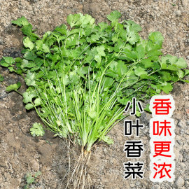 农家小叶香菜种子苗冬季菜籽，四季秋冬栽蔬菜，种籽孑老品种香莱籽种