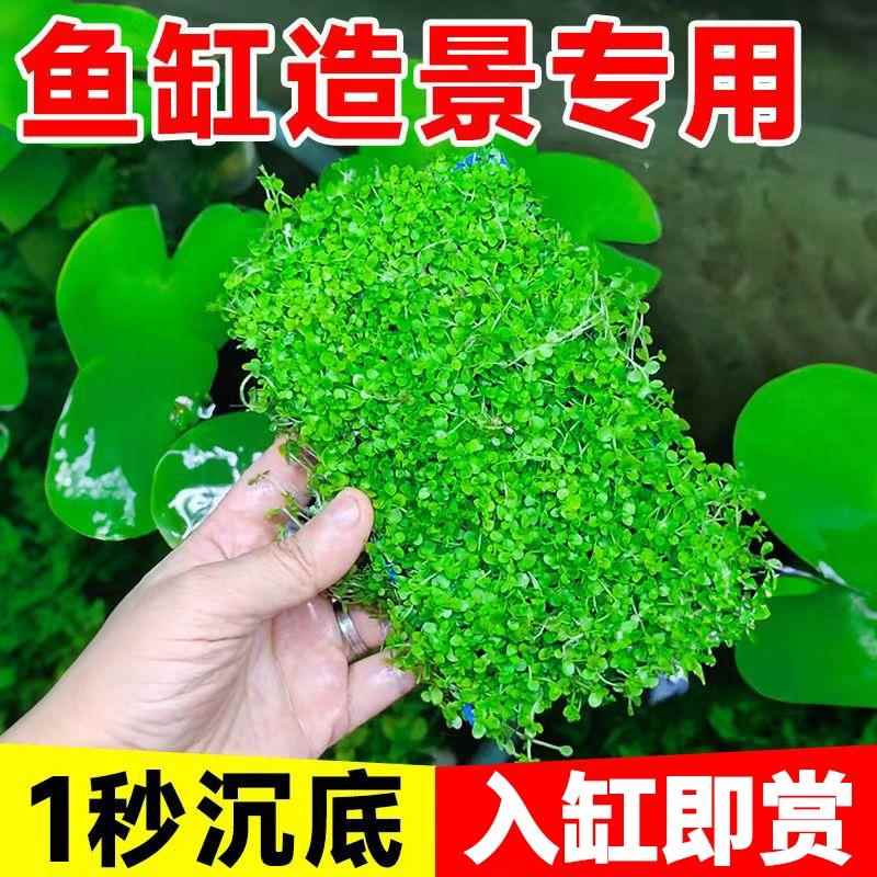 爬地矮珍珠水草日本趴地矮珍珠植物生态鱼缸造景专用草坪净化水质