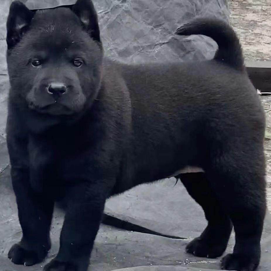 五黑犬幼犬家养小黑狗虎头田园犬中华广西土猎犬狗长毛短毛黑黄狗