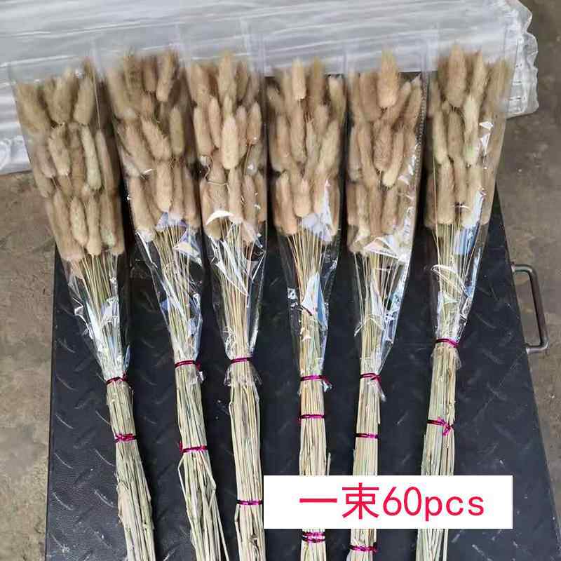 兔尾草干花一束60支家居装饰原色干花兔尾草真花云南干花厂家