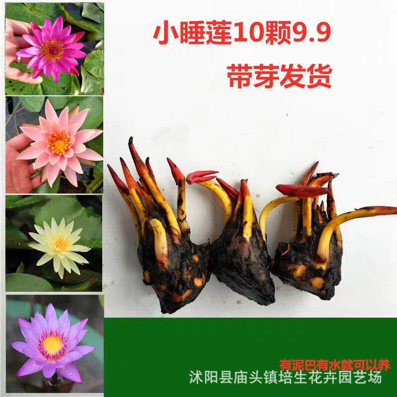 迷你小睡莲种根大睡莲水培水养盆栽池塘带芽发货水生荷花根块种根
