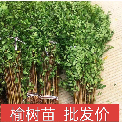 园林绿化苗木正宗榆树苗速生榆钱树苗小叶榆树苗 榆树墙苗 榔榆苗