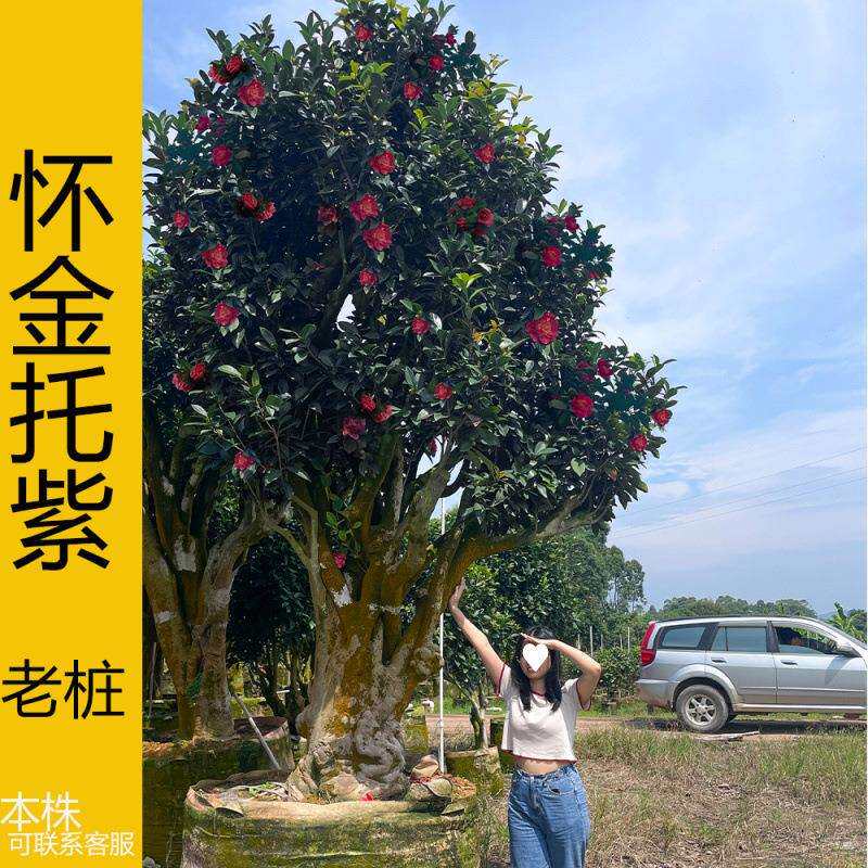 夏日七心四季山茶花懒人带花苞耐高温盆栽新款红色