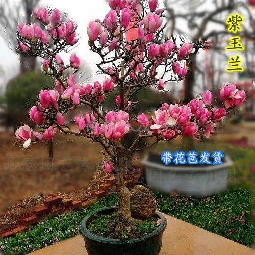 盆栽矮化嫁接玉兰苗紫玉兰花树苗红白黄玉兰南北方种耐寒花卉植物
