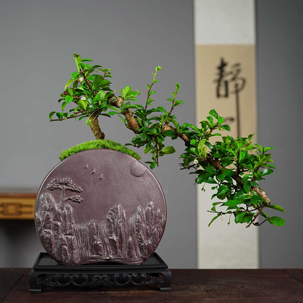 福建茶飘枝造型绿植物盆栽盆景好养开花室内办公室茶桌桌面礼品