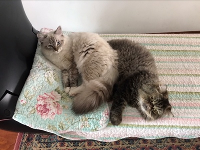 YESOUL野小兽跑步机怎么样讲讲看值得入手吗？