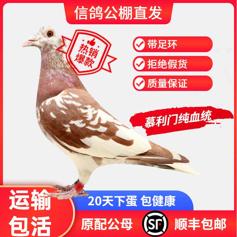 火凤凰鸽子活一对观赏鸽信鸽赛鸽鸽子鸽活物幼鸽活体原配种慕利门