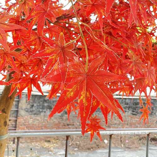 仿真红枫树婚庆商场酒店特色仿真植物造景装饰真木杆半边假红枫树