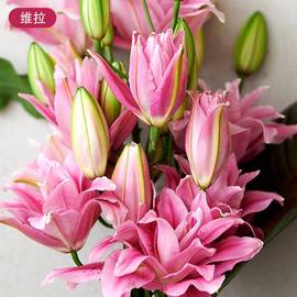 东方香水百合种球多苞四季盆栽室内亚洲百合花重瓣大球进口球根