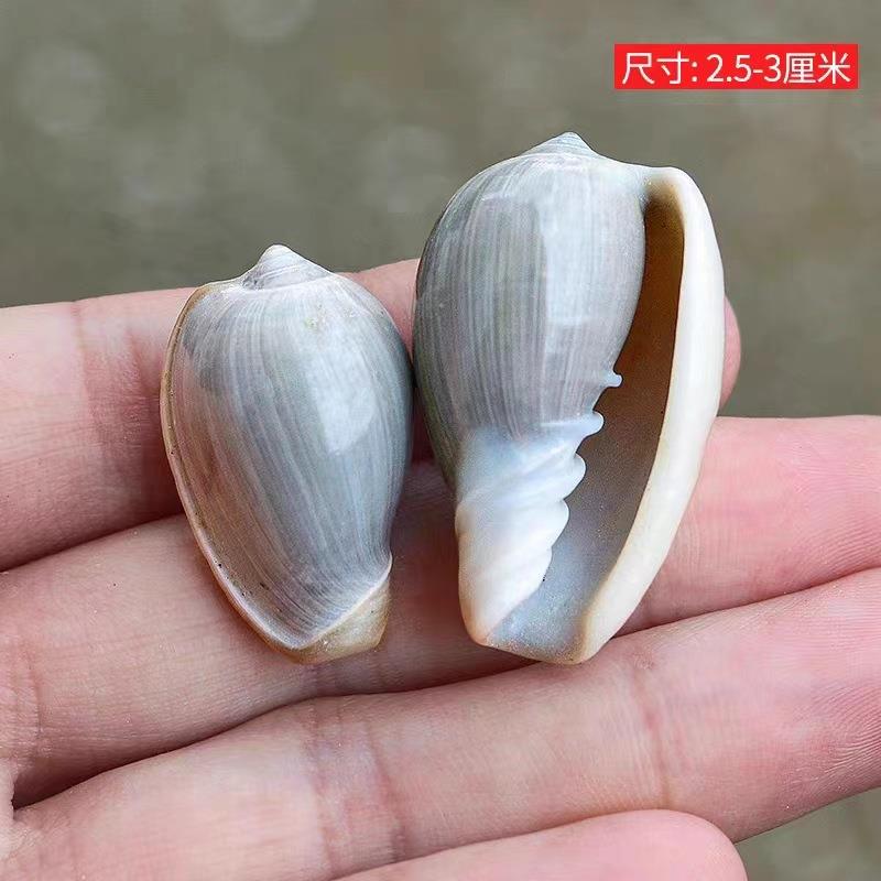海螺贝金唇谷米螺标本螺鱼缸水瑚族造景漂流壳瓶49材料洋珊海微景