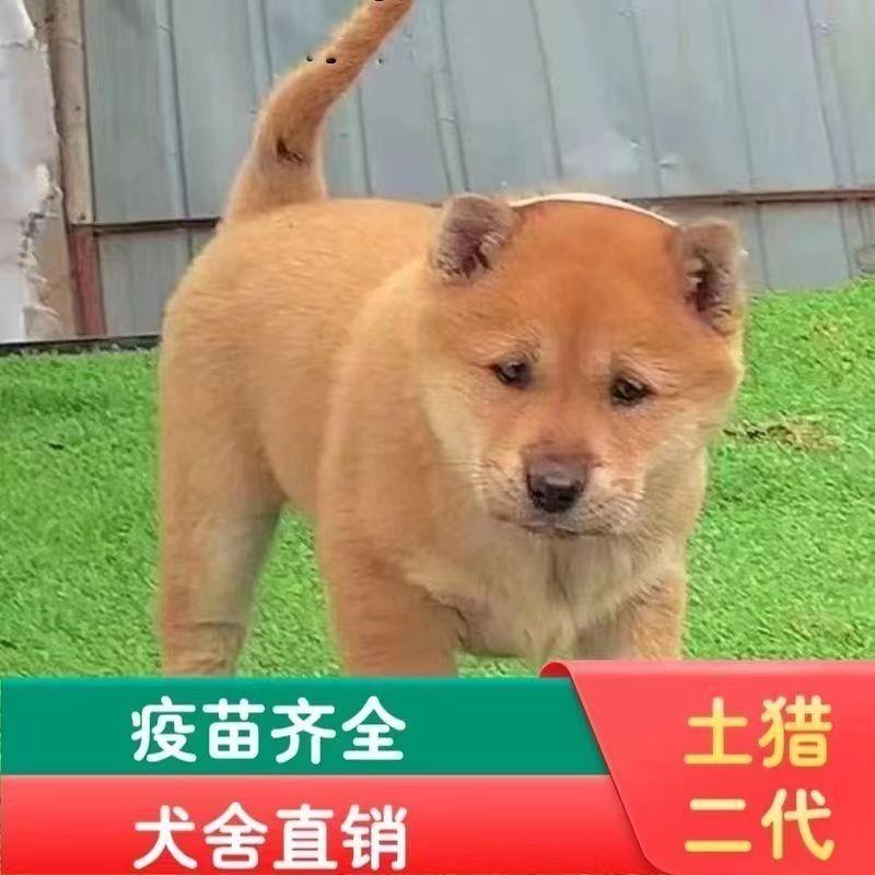 黄色广西土猎犬黄狗幼崽家养的土狗狩猎犬中华田园犬看打猎大骨架-封面