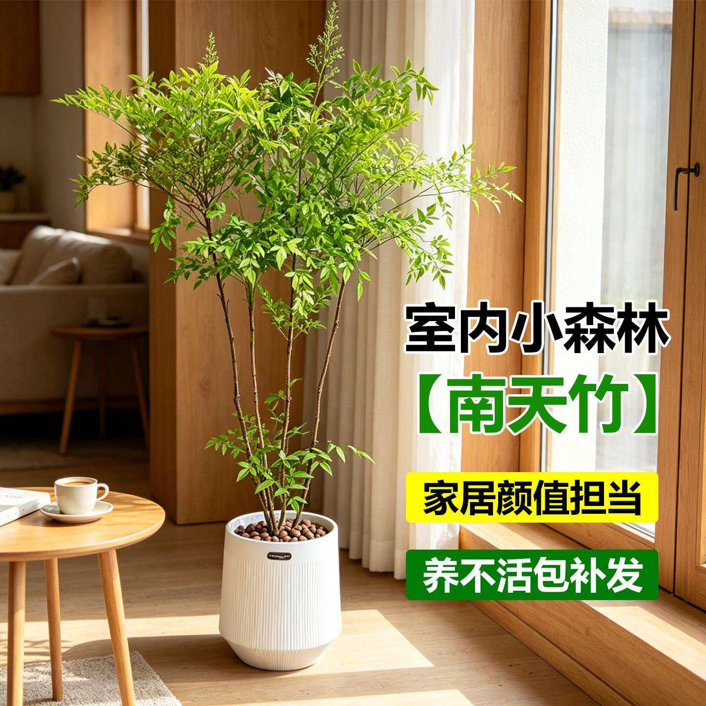 火室焰南天高南天竹6.竹盆栽内客厅大型树植物真四季好养级感落地