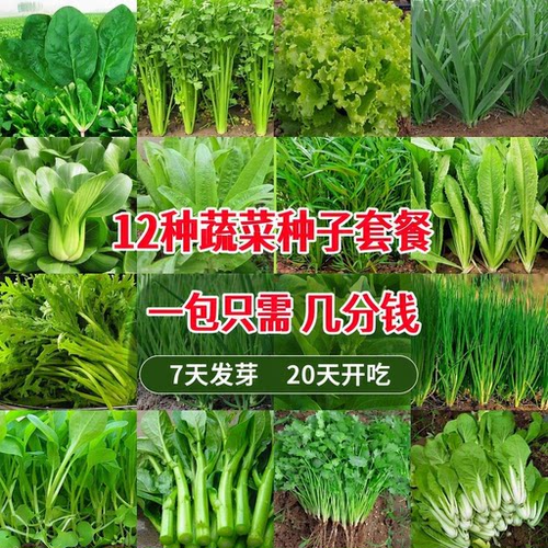 四季蔬菜种子大全菜种籽