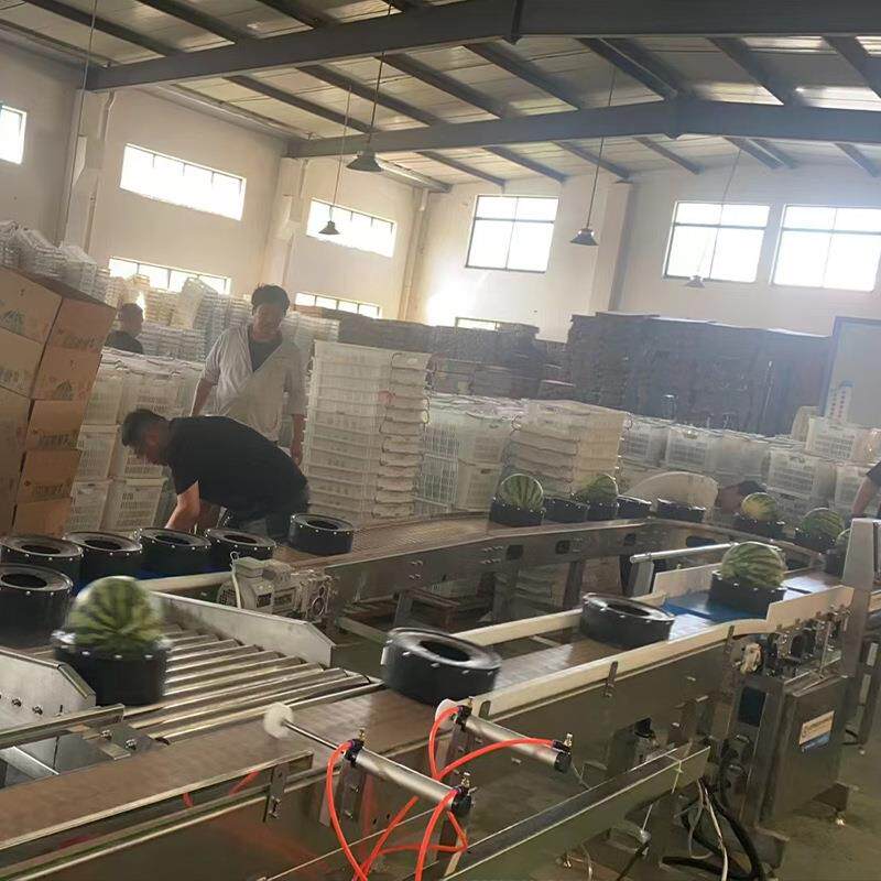 潍坊美都西瓜麒麟瓜8424重量分选机全自动水果分选设备