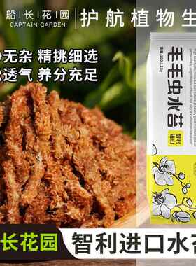 毛毛虫水苔智利进口蝴蝶兰盆栽植物干 干苔 苔藓植料乌龟垫材兰花