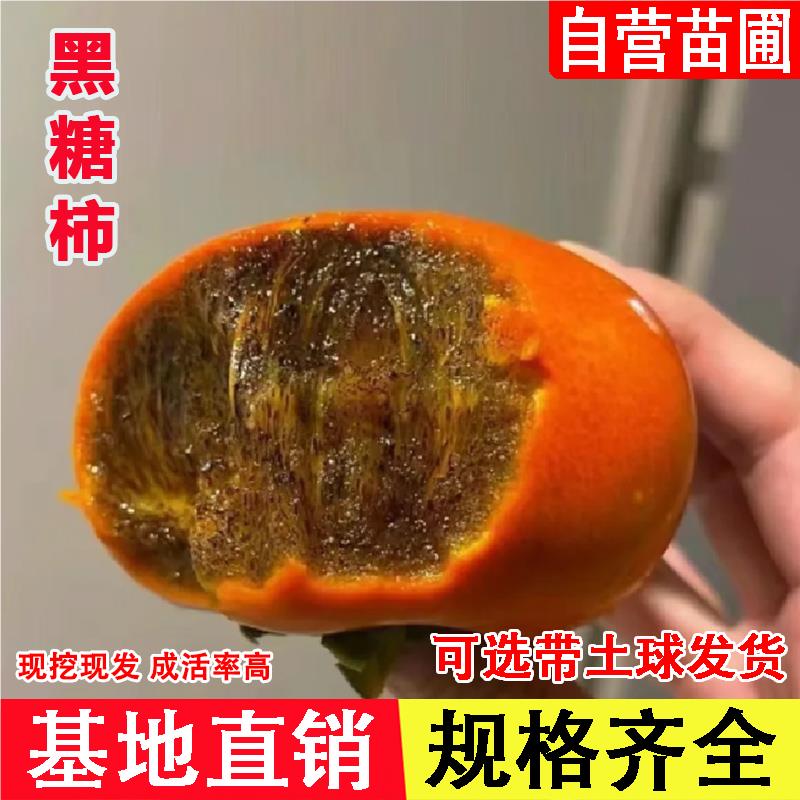 嫁接黑糖柿子树日本和歌山特大糖心脆甜黑金柿子树苗当年结果