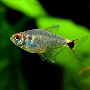 头尾灯鱼小型鱼灯科鱼水草缸群游小鱼红绿灯热带鱼新手观赏鱼活体