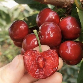 樱桃苗嫁接车厘子大樱桃树苗盆栽地栽果树苗南方北方种植当年结果