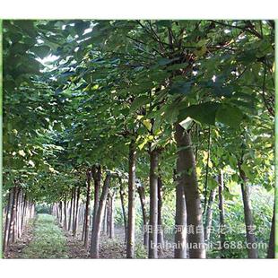 批发量齐全楸树优惠绿化 工程规格苗楸树喜苗木苗 耐寒基地光大
