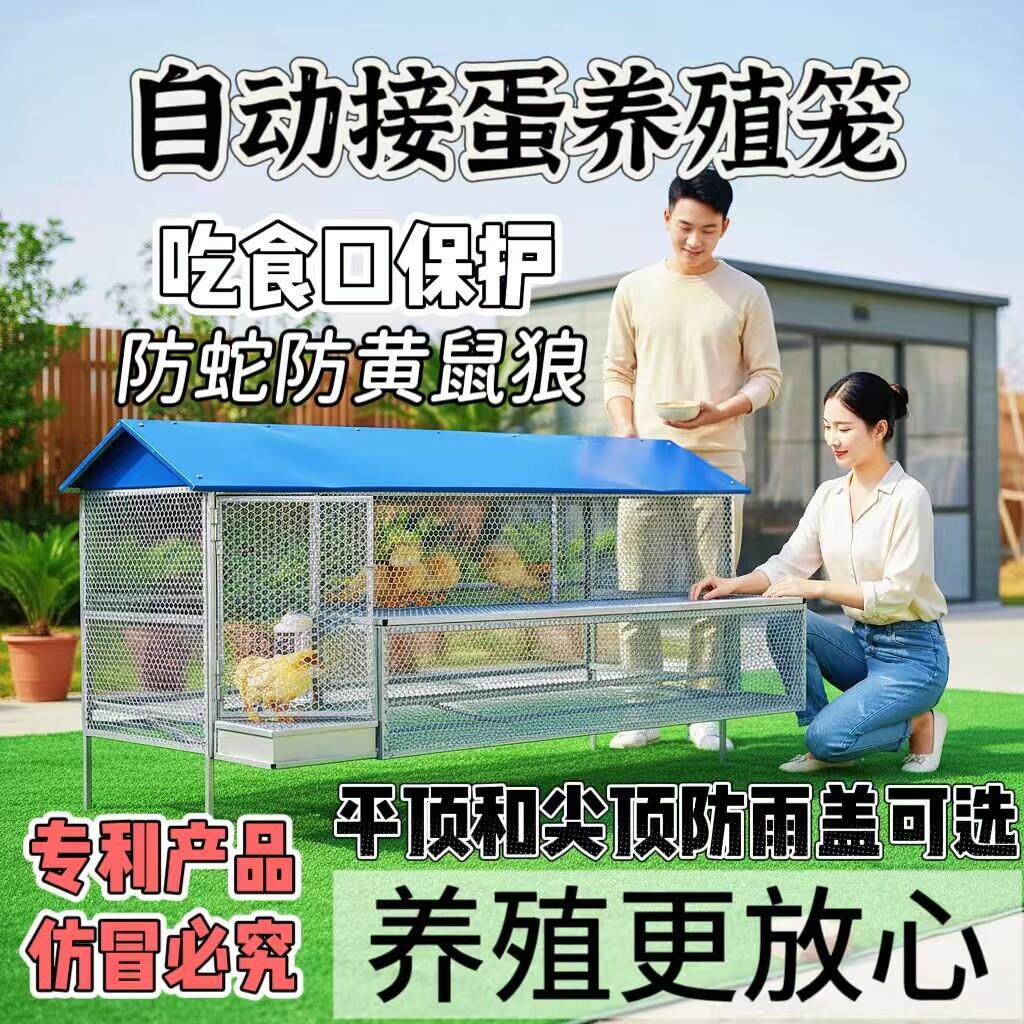 专利产品伸头吃食保护自动接蛋养殖笼防蛇防黄鼠狼尖顶防雨鸡笼
