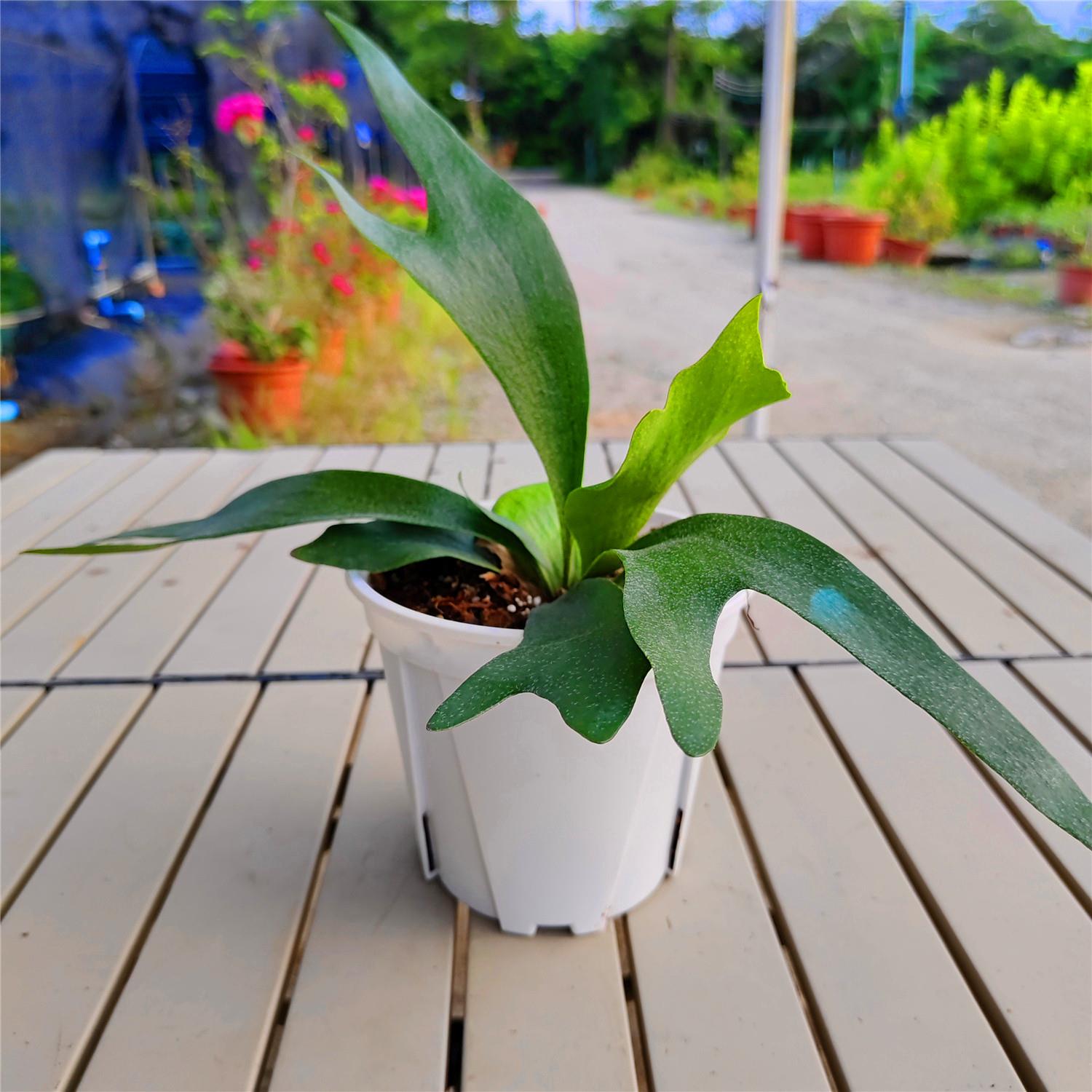 二岐鹿角蕨盆栽可挂板定种植网红室内办公客厅观叶植物超画 划算