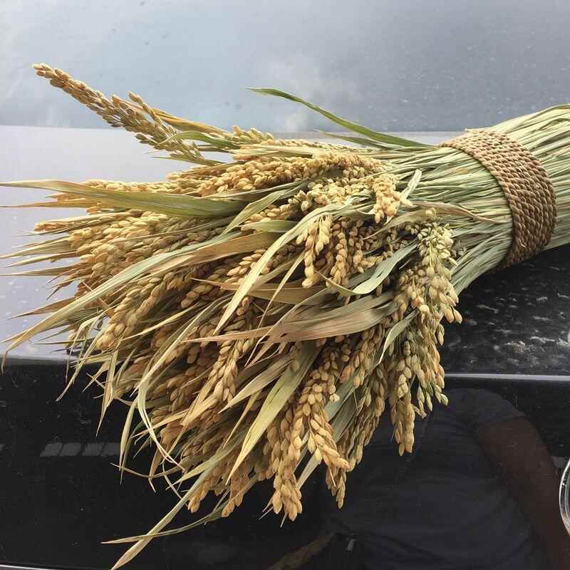 稻穗干花束客厅田园风插花装饰原色稻穗天然干花花束拍摄道具