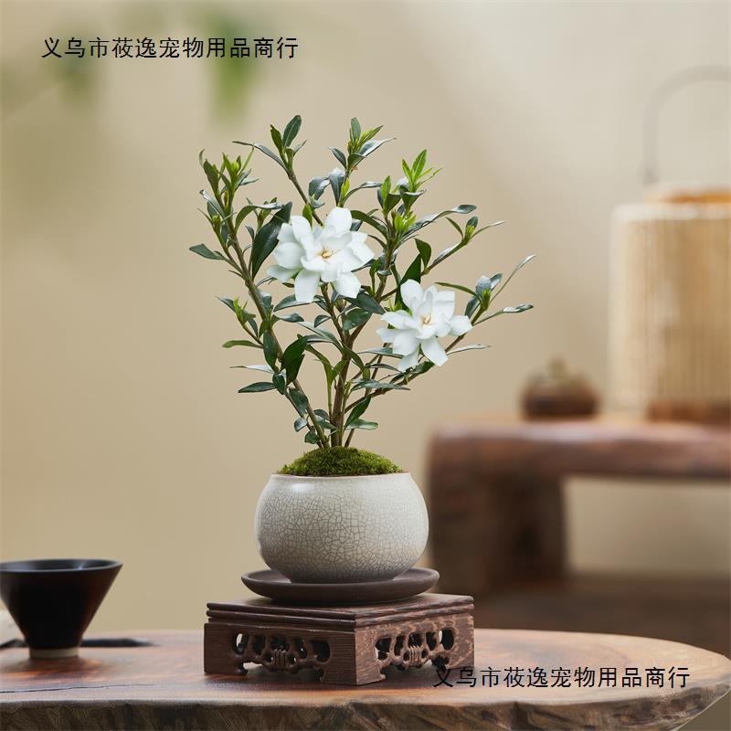 速发现货小叶栀子花四季盆栽植物室内好养办公室桌面带盆景花苞开