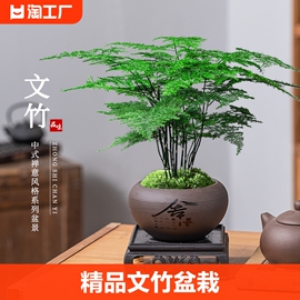 文竹盆栽植物室内花卉盆景客厅办公室桌面小绿植好养云竹四季常青