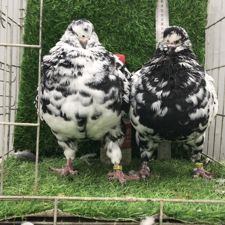 精品圆环摩登鸽子