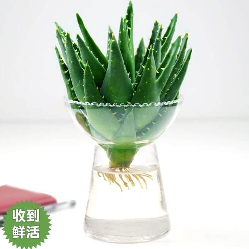 水培芦荟盆栽带盆可食用敷脸美容植物室内办公室客厅净化空气好养