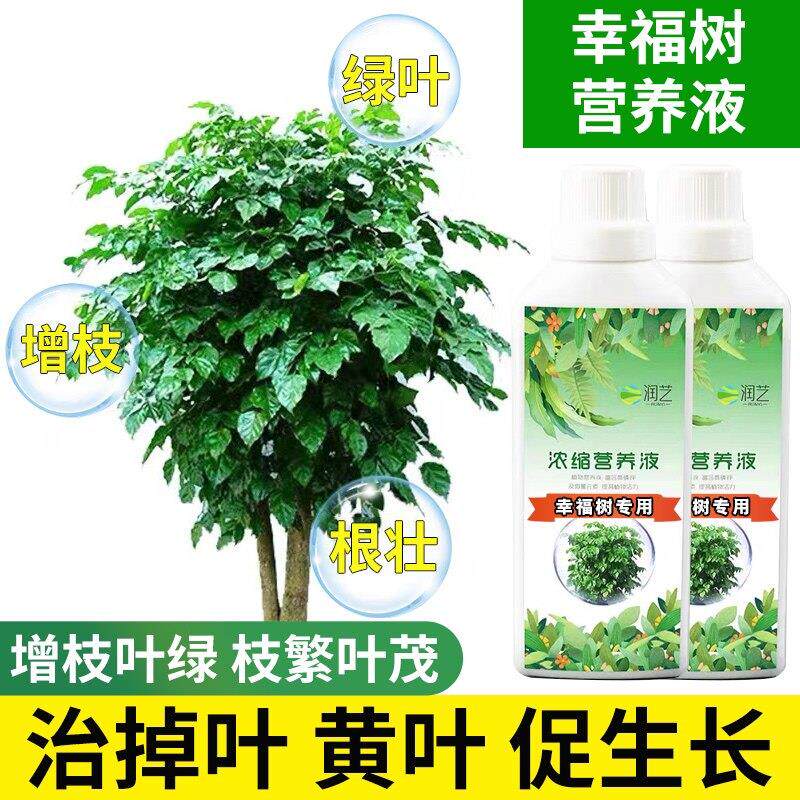幸福树专用肥料营养液室内养花盆栽覆合肥平安树掉叶黄叶植物养护
