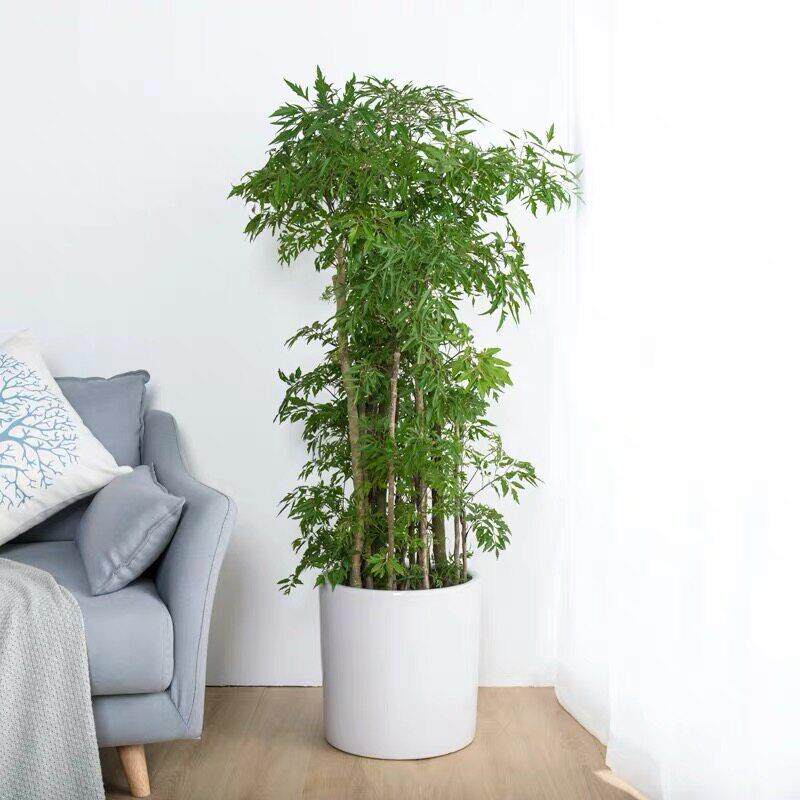 大连同城专车配送羽叶细叶福禄桐绿植盆栽乔迁开业送礼客厅开发区