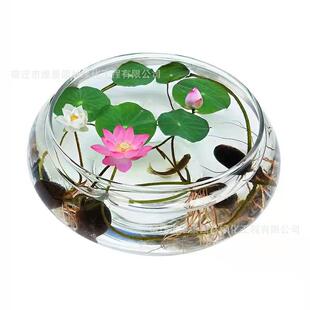 水培玻璃花瓶透明碗莲荷花铜钱草盆缸养睡莲的专用花盆鱼缸植物器