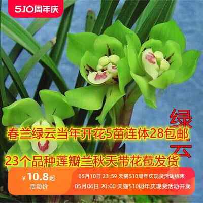 带花苞兰花苗包邮浙江春兰绿云荷瓣阳台花卉植物兰花盆栽兰花草苗