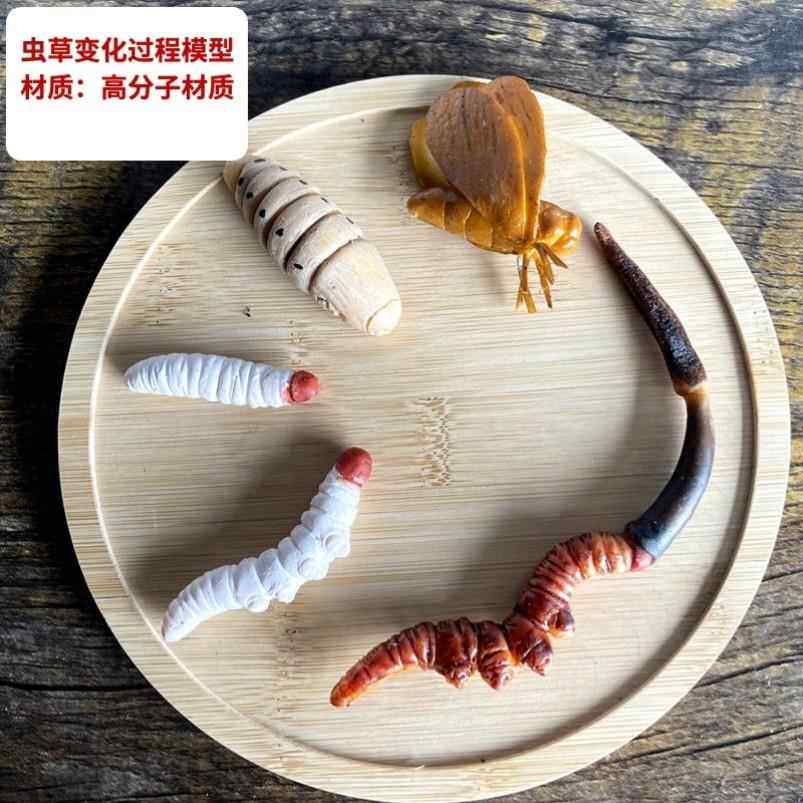 仿真冬虫夏草假道具模型虫草生长演变过程标本柜台橱窗摆设样品