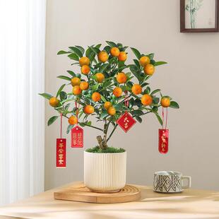 金桔树盆栽植物室内四季橘子盆景客厅可食用金橘树苗带果年宵绿植