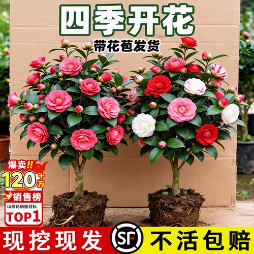 【全网热销10W+】山茶花树苗带花