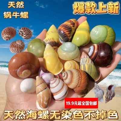 寄居蟹替换宠物壳天然大口径海边壳装饰贝壳海螺迷你小号大号粉口