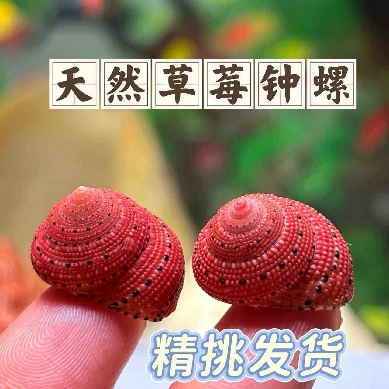 天然草莓钟螺寄居蟹替换壳鱼缸造景装饰摆饰儿童科普海螺壳