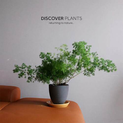 发现植物/蓬莱松盆栽 客厅室内桌面吸甲醛净化空气植物观叶绿植
