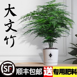 大文竹盆栽植物室内大型盆景吸除甲醛四季常青绿植花卉好养种易活