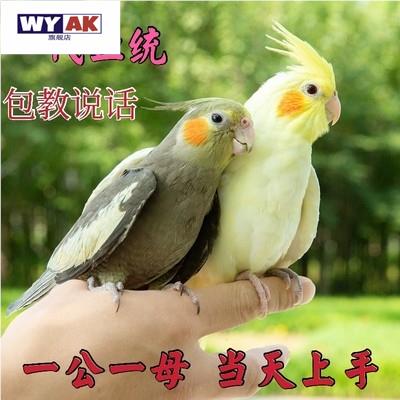 鹦鹉活鸟一公一母玄凤活物虎皮小鸟会学说话的鸟类宠物图片