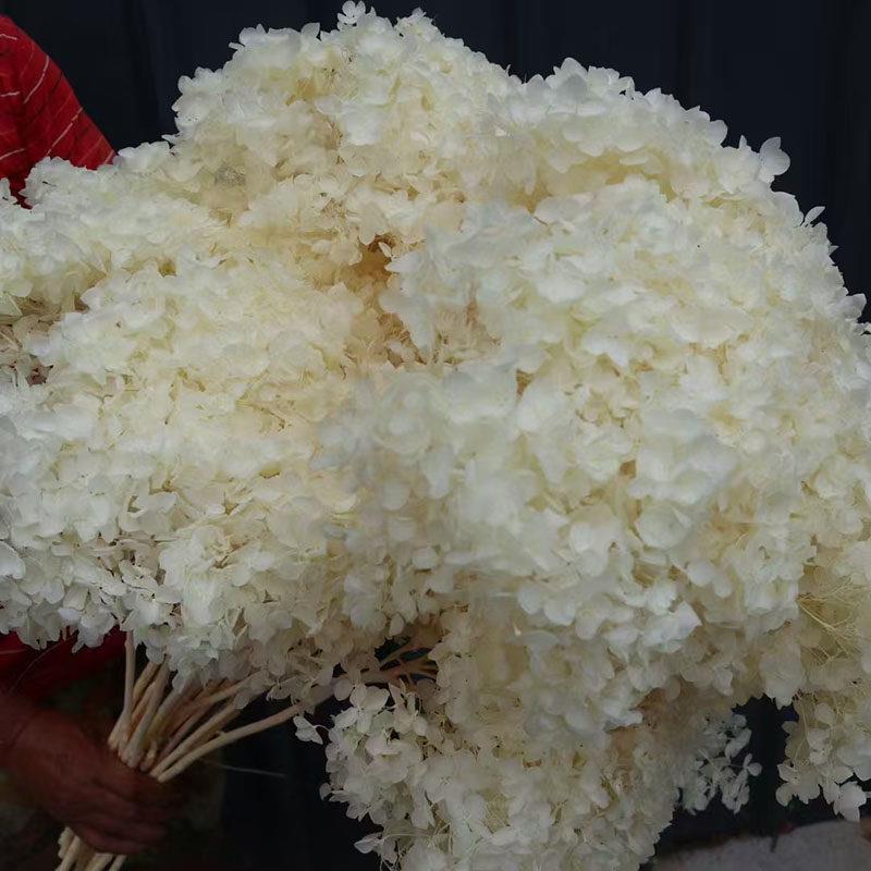 保存花安娜绣球花干花真花整朵大花头无障碍豪华家居装饰店装饰照