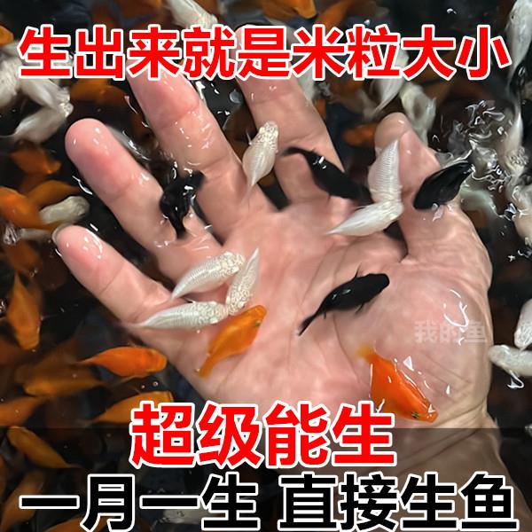 玛丽球鱼 玛丽鱼 胎生鱼 直接下小鱼 新手鱼 好养活 米奇孔雀包邮
