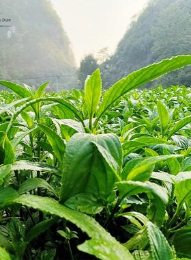 贵州纯天然植物蓝靛泥蓝靛膏蓝染板蓝根蜡染手工DIY古法养杠染料