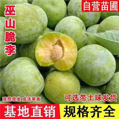 巫山脆李子树苗南北方地栽庭院盆栽种植嫁接离核李子苗树当年结果