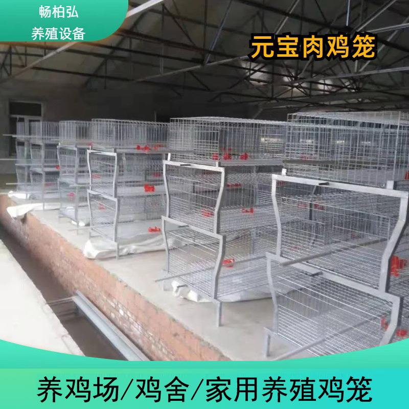 元宝笼养殖成年肉鸡笼全自动传送喂料清粪养殖厂鸡用养殖笼可外贸