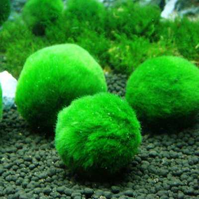 绿藻球水藻球小鱼缸水族箱造景装饰真水草水生植物活体前景草懒人