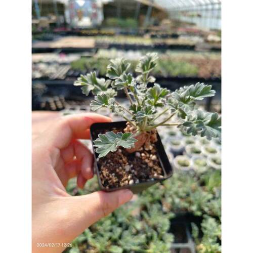 植块根仙人球属洋植物菊懒人绿葵多红花肉